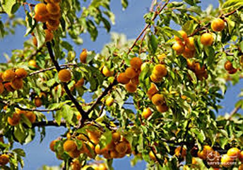 تصویر 3 از خرید و قیمت آلو بخارا اصل + فروش عمده
